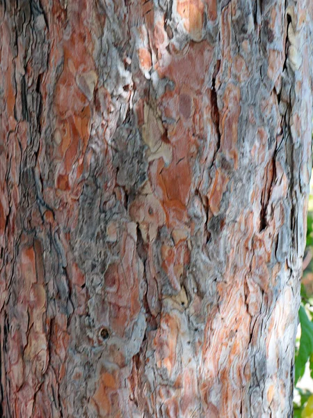 Textura Corteza Del Tronco Árbol Viejo —  Fotos de Stock