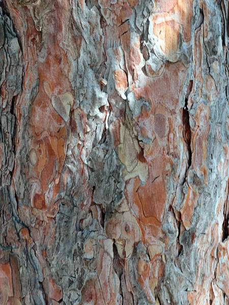 Textura Casca Tronco Uma Árvore Velha — Fotografia de Stock