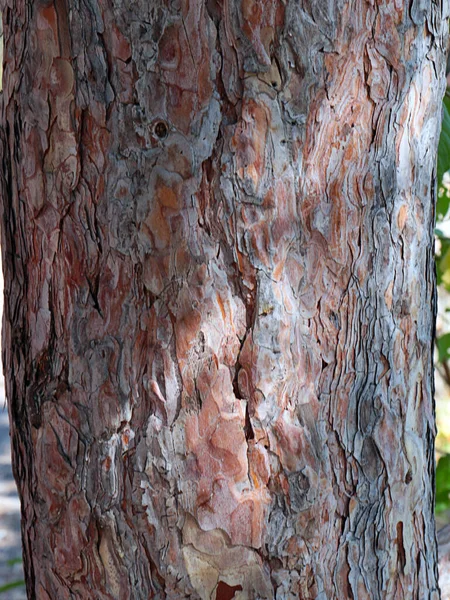 Consistenza Della Corteccia Del Tronco Vecchio Albero — Foto Stock