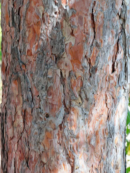 Textura Corteza Del Tronco Árbol Viejo —  Fotos de Stock