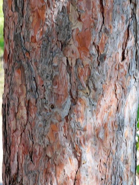 Consistenza Della Corteccia Del Tronco Vecchio Albero — Foto Stock