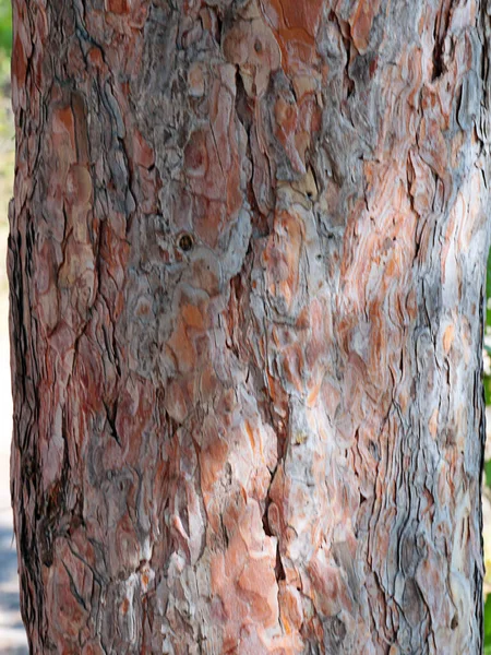 Consistenza Della Corteccia Del Tronco Vecchio Albero — Foto Stock