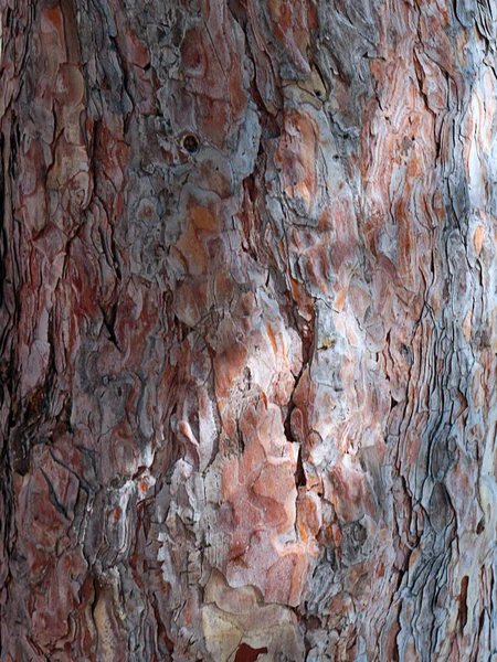 Textura Casca Tronco Uma Árvore Velha — Fotografia de Stock