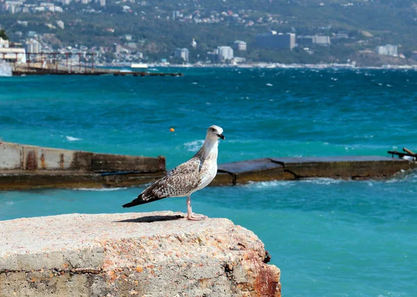 large sea gull on a concrete pier of the coast