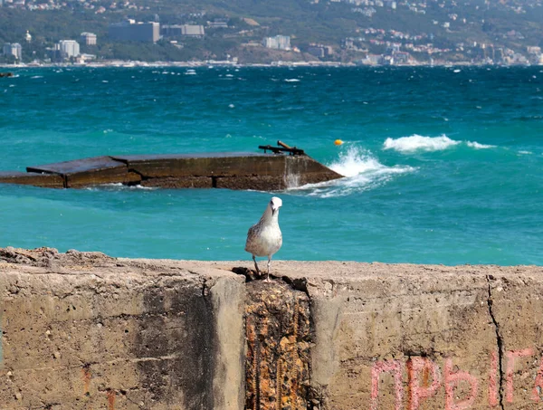 large sea gull on a concrete pier of the coast