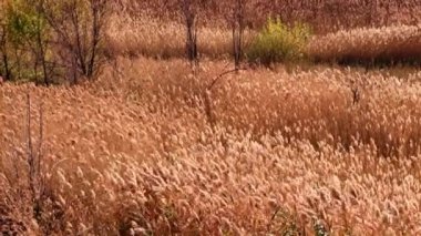 Sulak arazinin yüksek çimleri rüzgarın esintileri altında sallanıyor.