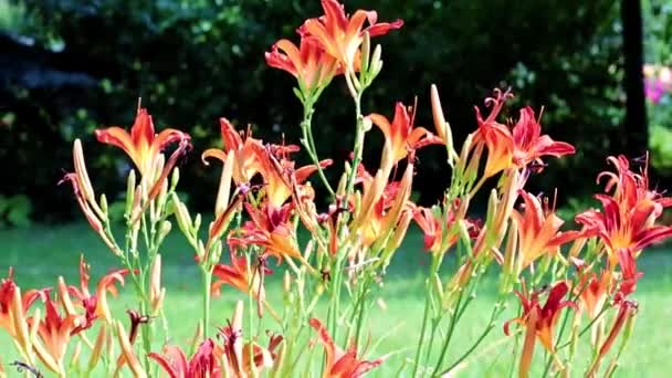 Ogród Rośliny Kwiaty Lilia Park Trawnik — Wideo stockowe
