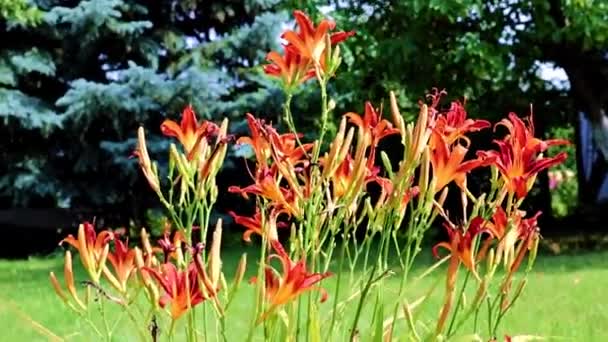 Garten Pflanzt Lilie Auf Einer Parkwiese — Stockvideo
