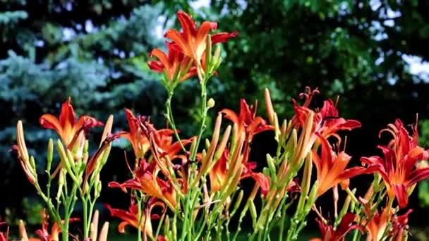 Garten Pflanzt Lilie Auf Einer Parkwiese — Stockvideo