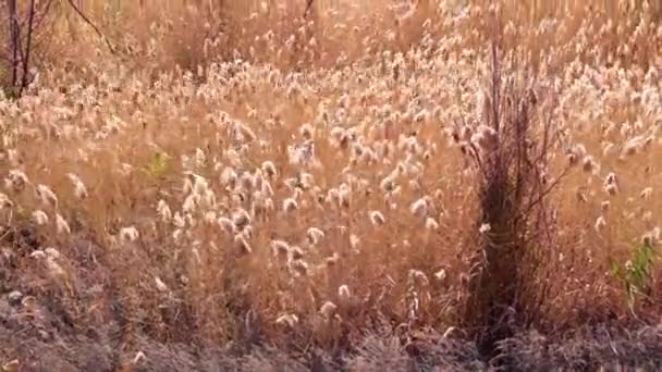 Oren Van Hoogveldgras Van Het Wetland Dat Wuift Onder Windstoten — Stockvideo