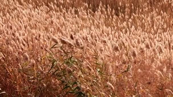 在大风中摇曳的湿地高原草的耳朵 — 图库视频影像