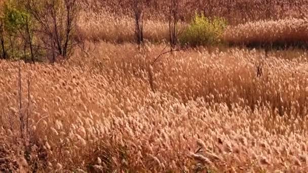 Ähren Des Hohen Feldgrases Des Feuchtgebietes Schwanken Unter Windböen — Stockvideo