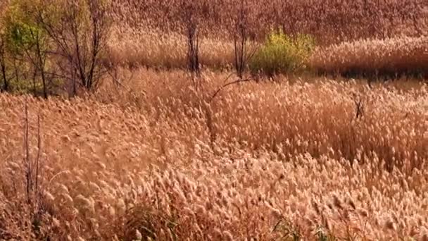 Oren Van Hoogveldgras Van Het Wetland Dat Wuift Onder Windstoten — Stockvideo