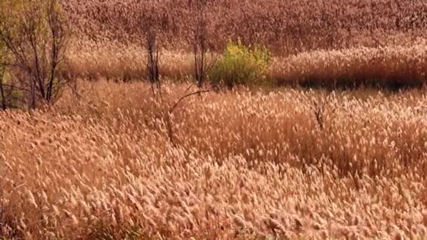 Ears High Field Grass Wetland Swaying Gusts Wind — ストック動画