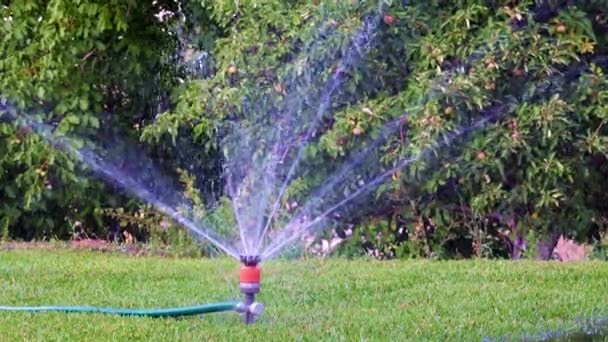 樹脂噴霧器で草を湿らせる過程は — ストック動画