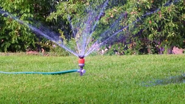 樹脂噴霧器で草を湿らせる過程は — ストック動画