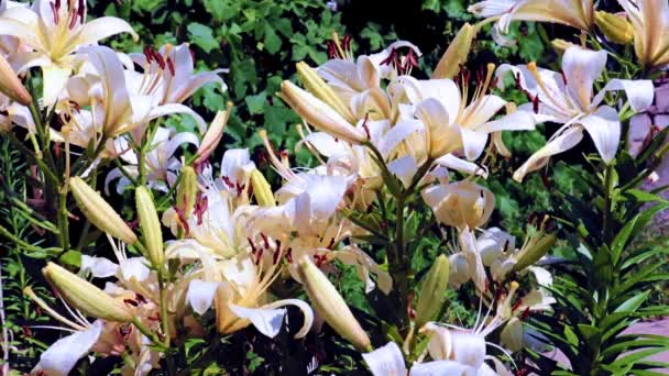 Schöne Helle Lilienblüten Als Dekoration Eines Charmanten Gartens — Stockvideo