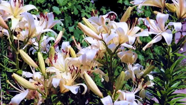 Mooie Heldere Lelie Bloemen Als Decoratie Van Een Charmante Tuin — Stockvideo