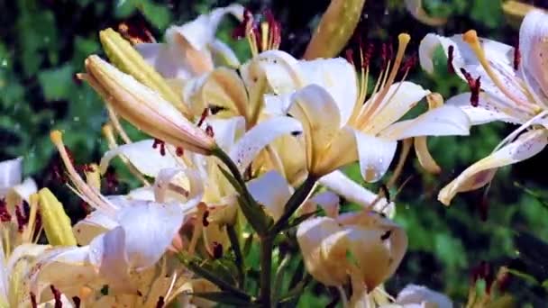 Schöne Helle Lilienblüten Als Dekoration Eines Charmanten Gartens — Stockvideo