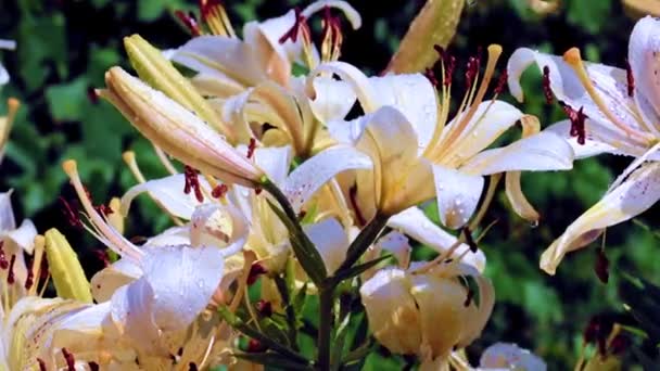 Mooie Heldere Lelie Bloemen Als Decoratie Van Een Charmante Tuin — Stockvideo