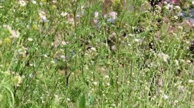 Vahşi bir doğal ortamda güzel çayır çiçekleri