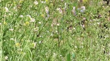 Vahşi bir doğal ortamda güzel çayır çiçekleri