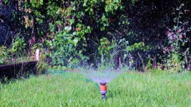 Plastik püskürtücü yeşil çimenlerin arasından temiz su püskürten bir su.