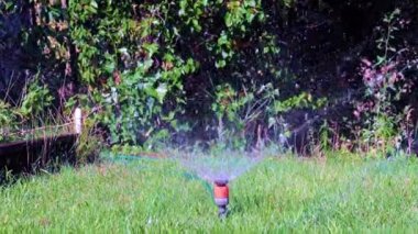 Plastik püskürtücü yeşil çimenlerin arasından temiz su püskürten bir su.