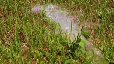 Temiz su akıntısı ve yeşil çimen