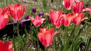 Bahçe, zayıf bir rüzgarın esintileri altında sallanan güzel kırmızı lalelerle dolu bir parktır.