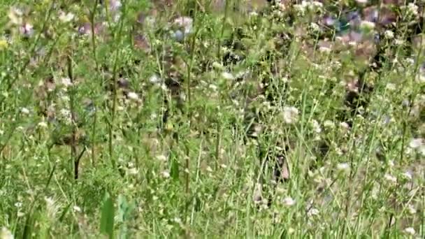 Mooie Weide Bloemen Een Wild Natuurlijk Landschap — Stockvideo