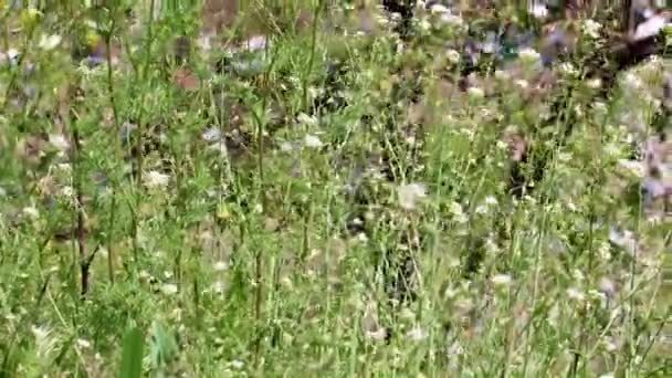 Mooie Weide Bloemen Een Wild Natuurlijk Landschap — Stockvideo
