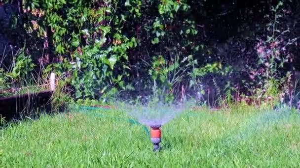 プラスチック製のスプレーできれいな水を噴き出す緑の芝生の草 — ストック動画