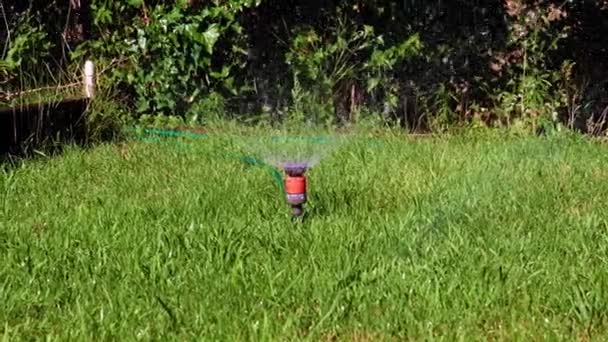 Vatten Med Spray Rent Vatten Genom Plast Spruta Grön Gräsmatta — Stockvideo