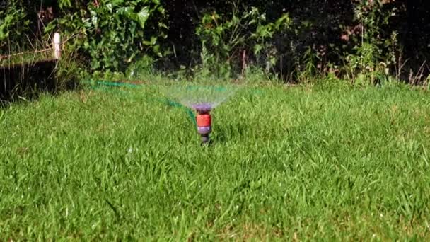 Water Spray Clean Water Plastic Sprayer Green Lawn Grass — Stock Video