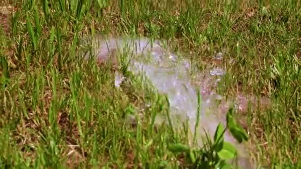 きれいな水と緑の芝生のストリーム — ストック動画