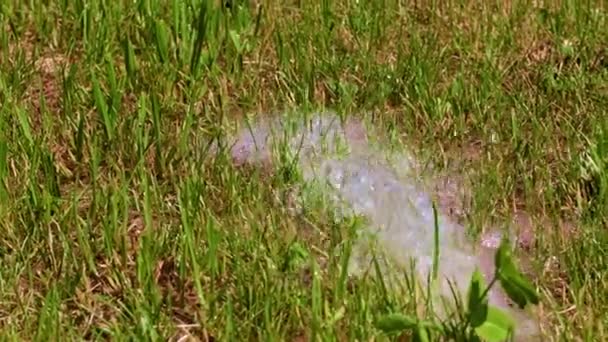 ruisseau d'eau propre et gazon vert