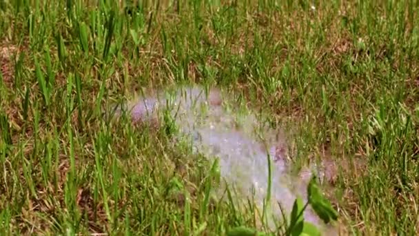 ruisseau d'eau propre et gazon vert