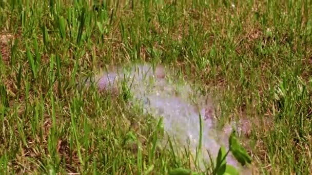 Córrego Água Limpa Grama Gramado Verde — Vídeo de Stock