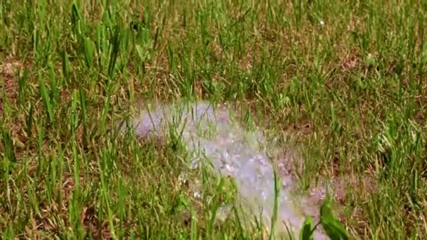 Strom Aus Sauberem Wasser Und Grünem Rasen — Stockvideo