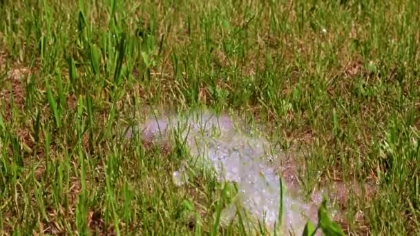 ruisseau d'eau propre et gazon vert