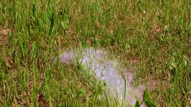 Strom Aus Sauberem Wasser Und Grünem Rasen — Stockvideo