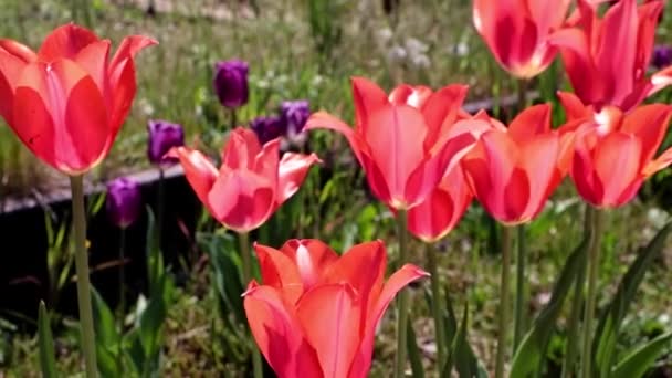 芝生は弱い風の突風の下に揺れる美しい緋色のチューリップの公園です — ストック動画