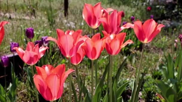 草坪是一个公园 有美丽的朱红色郁金香 在强风中摇曳 — 图库视频影像