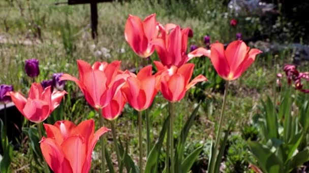 A gyep egy park, gyönyörű skarlát tulipánokkal, melyek a gyenge szél széllökései alatt ringatóznak.