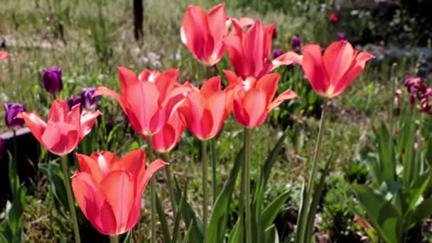 芝生は弱い風の突風の下に揺れる美しい緋色のチューリップの公園です — ストック動画