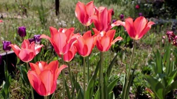 Bahçe Zayıf Bir Rüzgarın Esintileri Altında Sallanan Güzel Kırmızı Lalelerle — Stok video