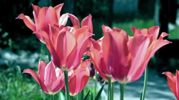 Pelouse Est Parc Avec Belles Tulipes Écarlates Qui Balancent Sous — Video