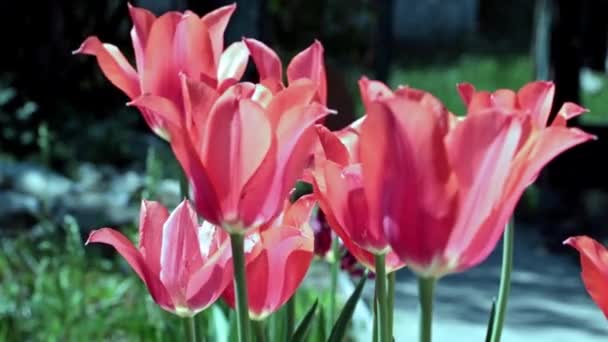 Trávník Park Krásnými Šarlatovými Tulipány Které Houpají Poryvech Slabého Větru — Stock video