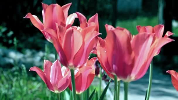 Lawn Park Beautiful Scarlet Tulips Sway Gusts Weak Wind — Stock Video